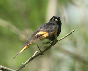 A male American Redstart perches on a twig, showing off his bird band