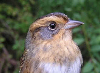 A profile of a Nelson's Sparrow